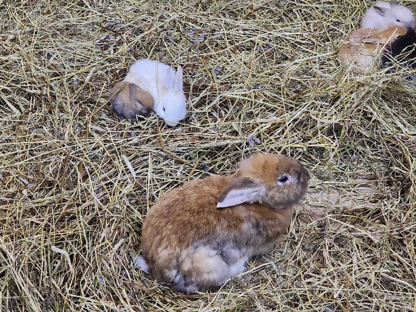 семьи участников сво, 8 марта, сыроварня,