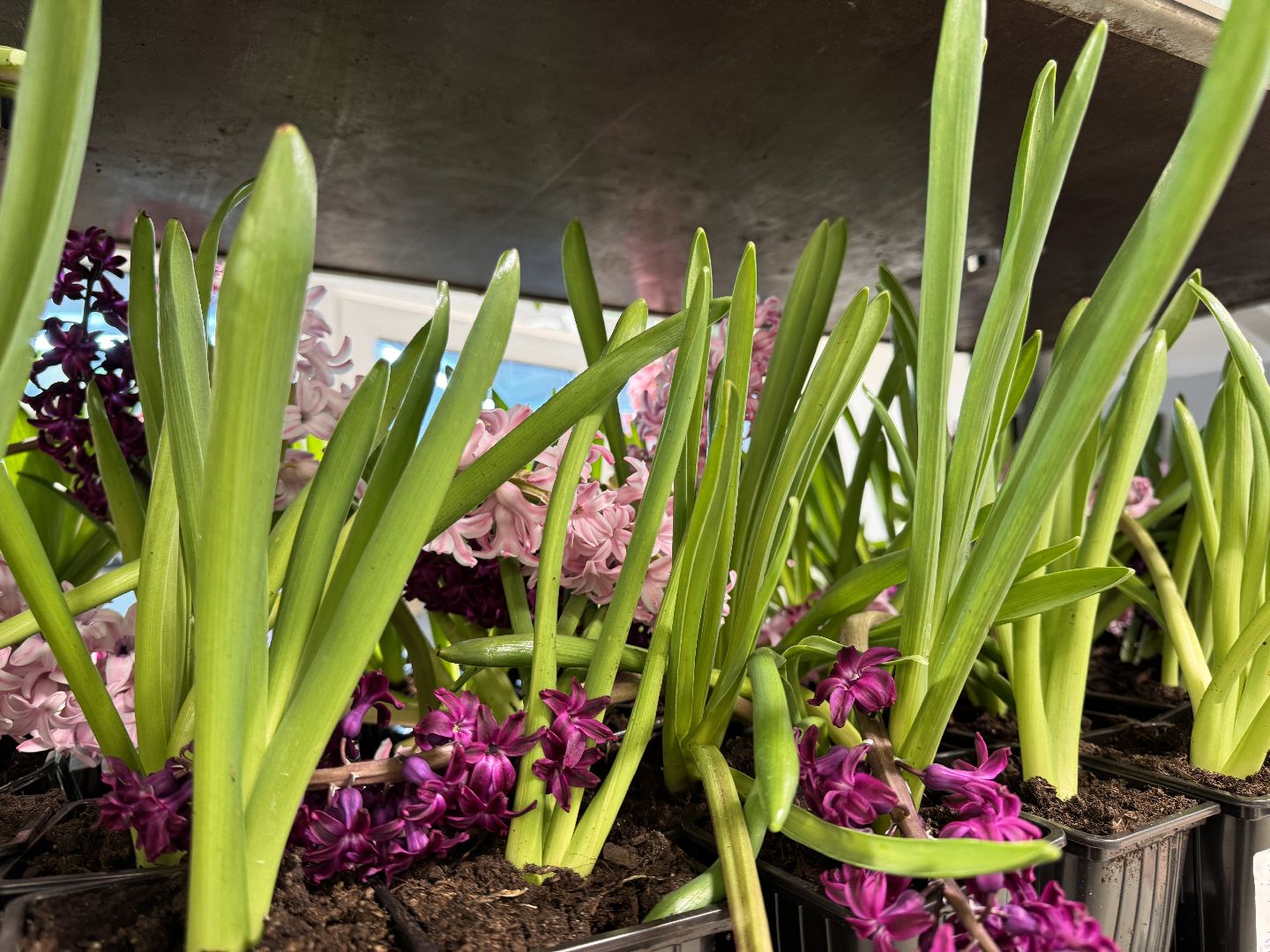 Одинцово, Садовый центр, Экономика,