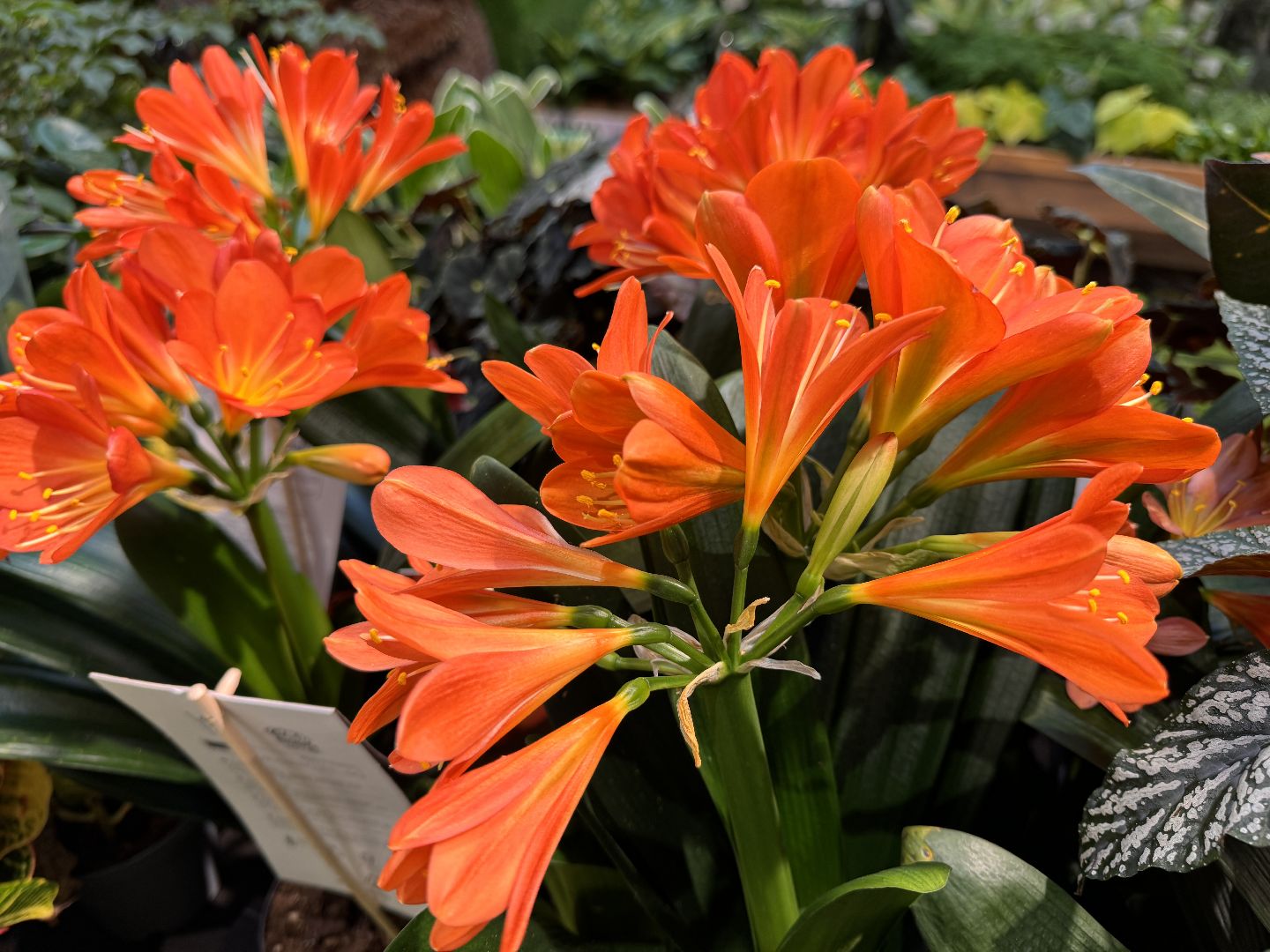 Одинцово, Садовый центр, Экономика,