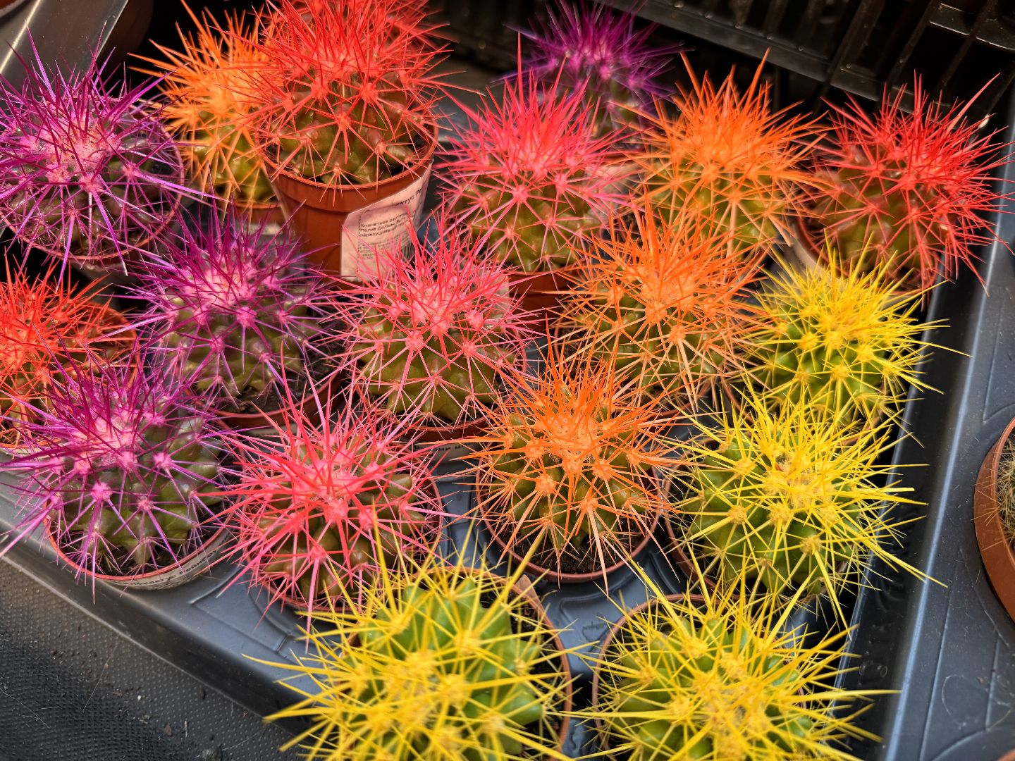 Одинцово, Садовый центр, Экономика,