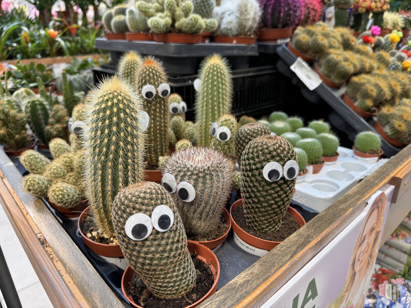 Одинцово, Садовый центр, Экономика,