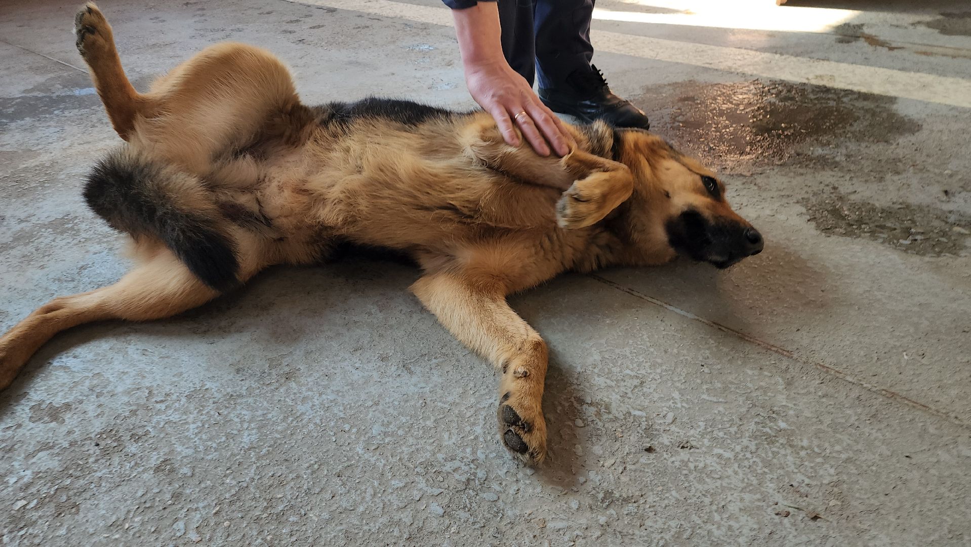 мособлпожспас, спасатели, псч, руза, 312 псч, рузский городской округ, московская область, подмосковье,