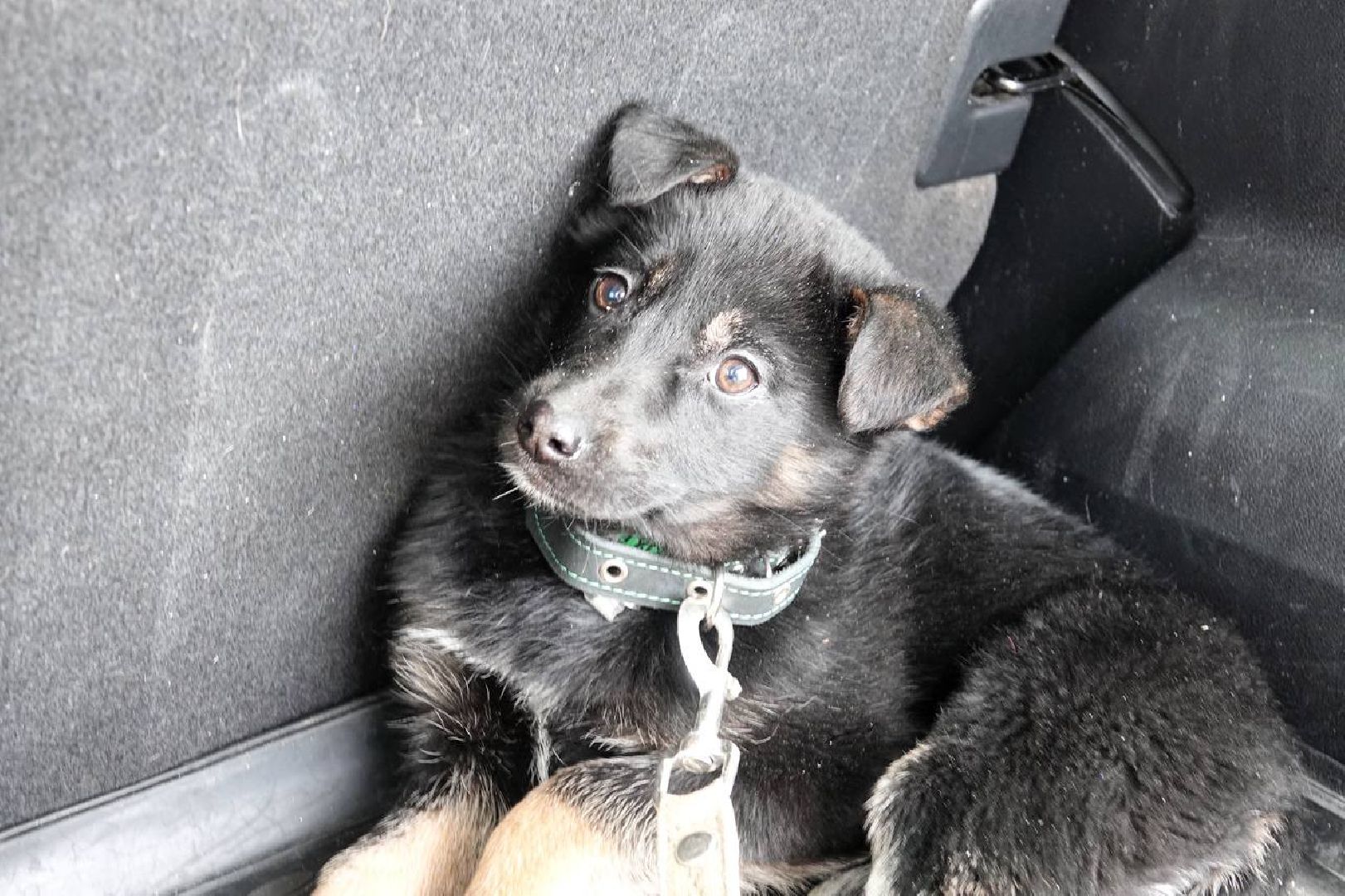 Щенок, Собака, Ищем дом, Сергиев Посад, Добрые дела, Волонтеры,