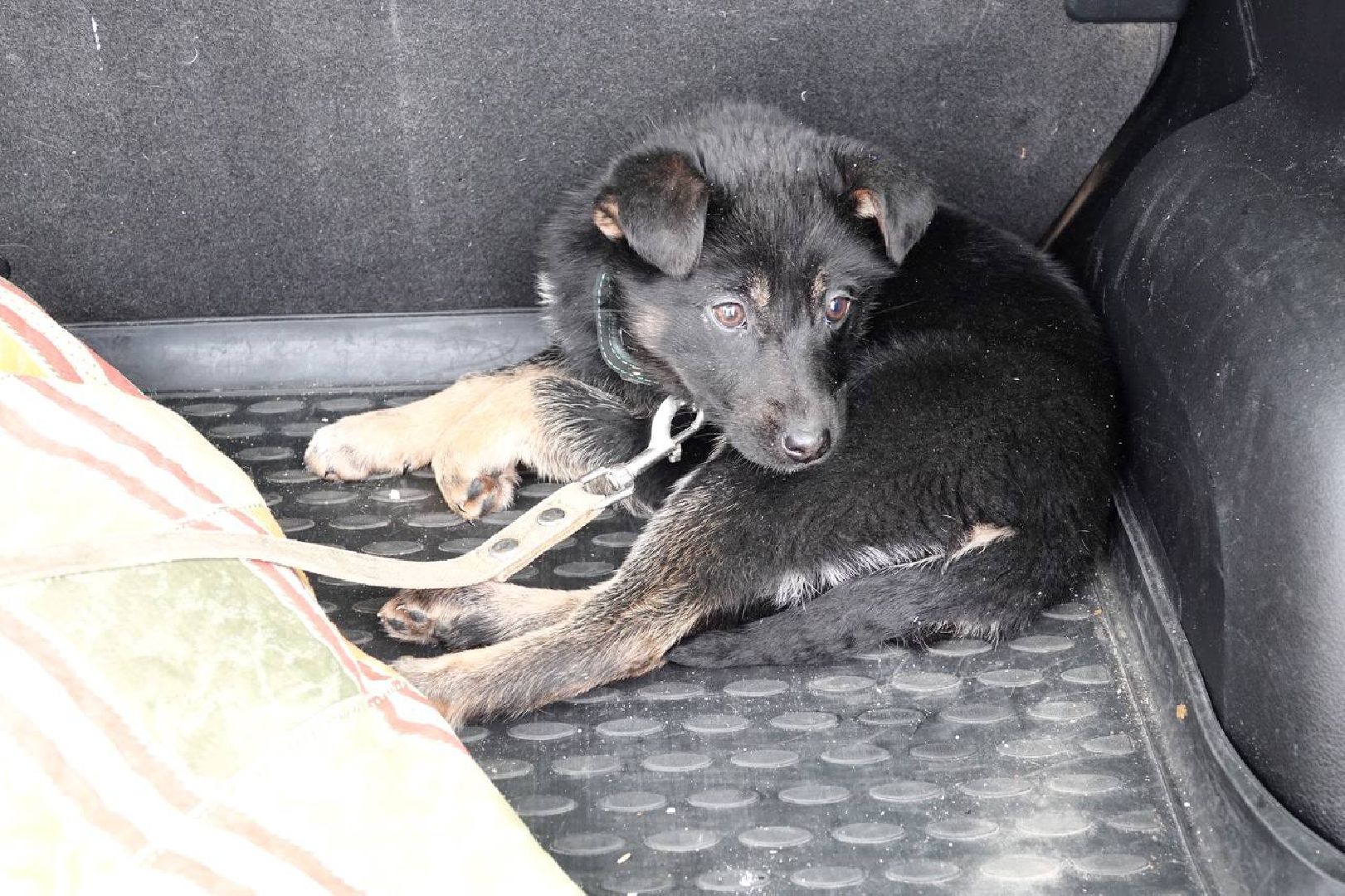 Щенок, Собака, Ищем дом, Сергиев Посад, Добрые дела, Волонтеры,