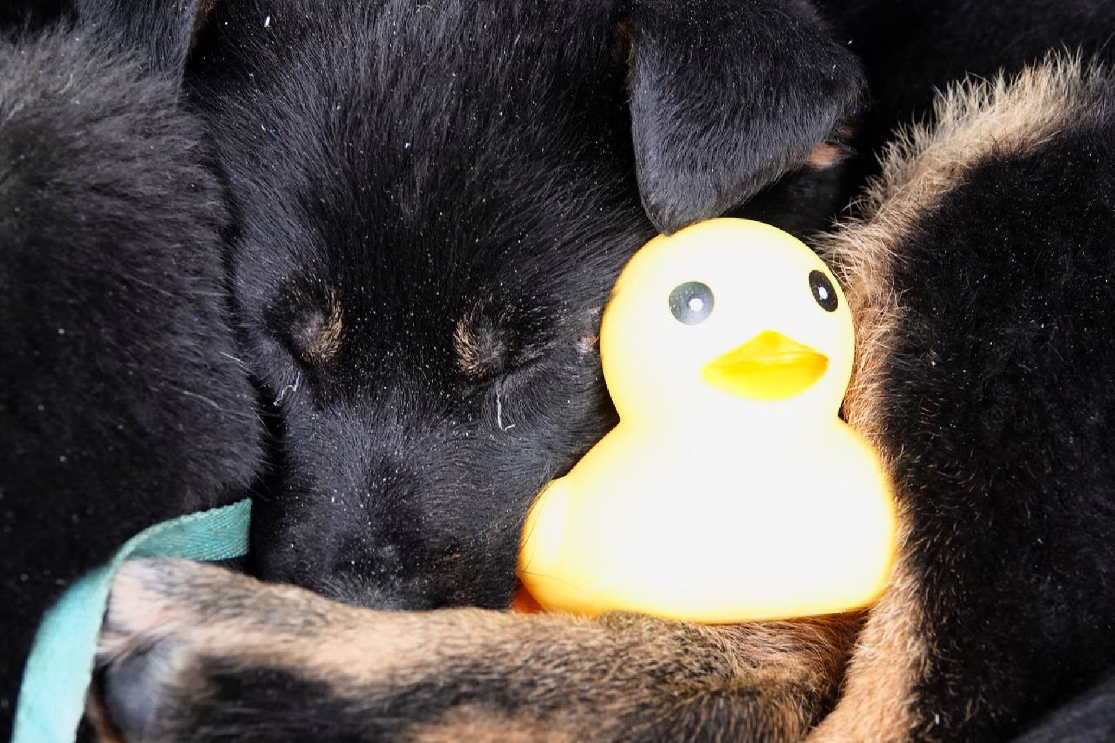 Щенок, Собака, Ищем дом, Сергиев Посад, Добрые дела, Волонтеры,