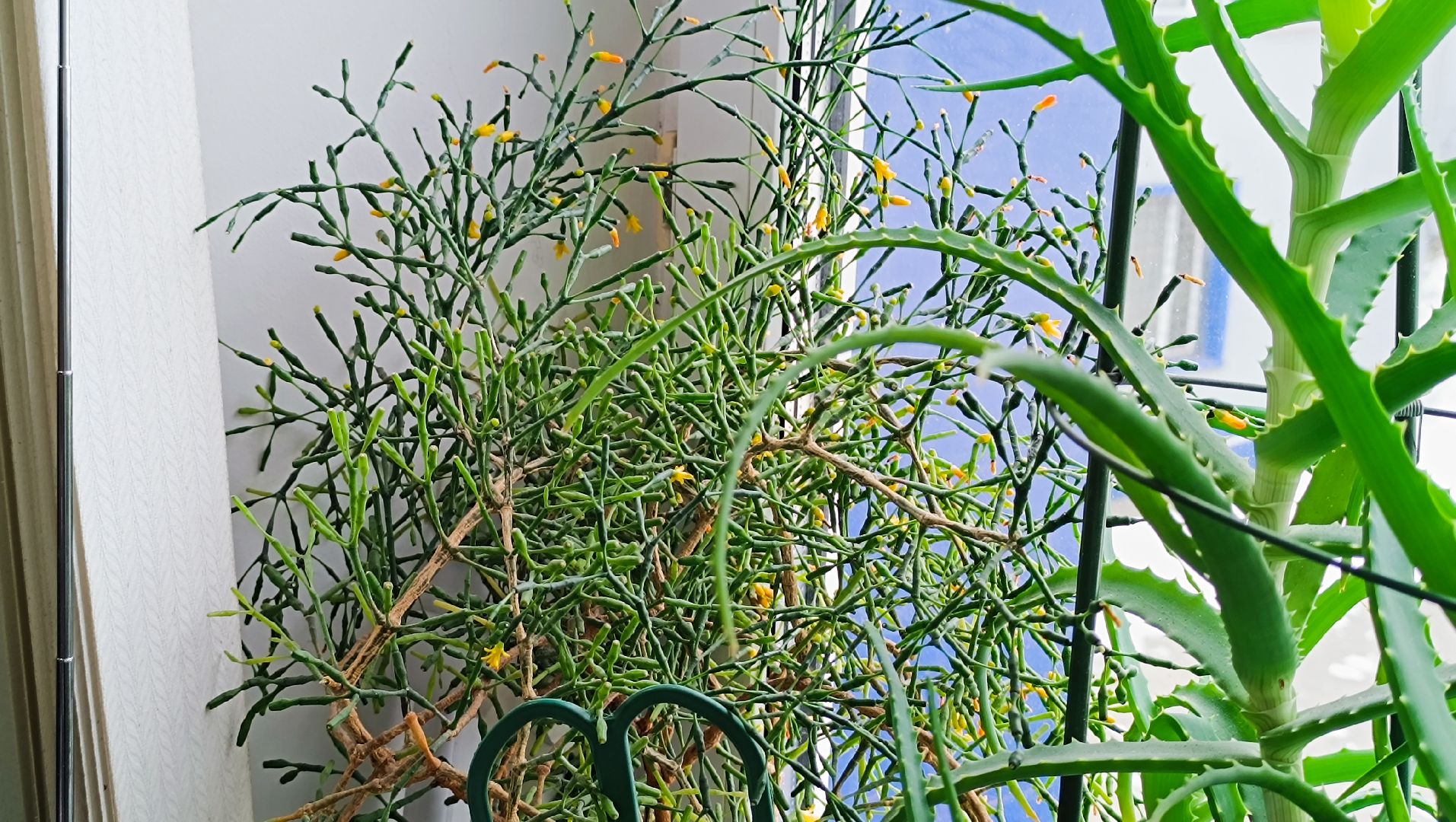 омвд, полиция, лобня,