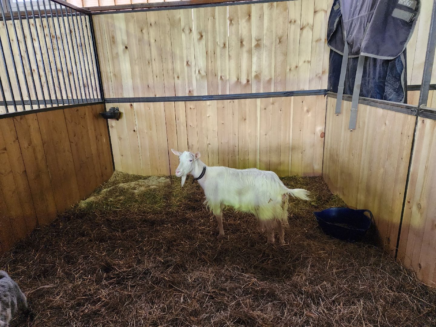 чехов, благоустройство, ферма, завод, энергомаш, конюшня,