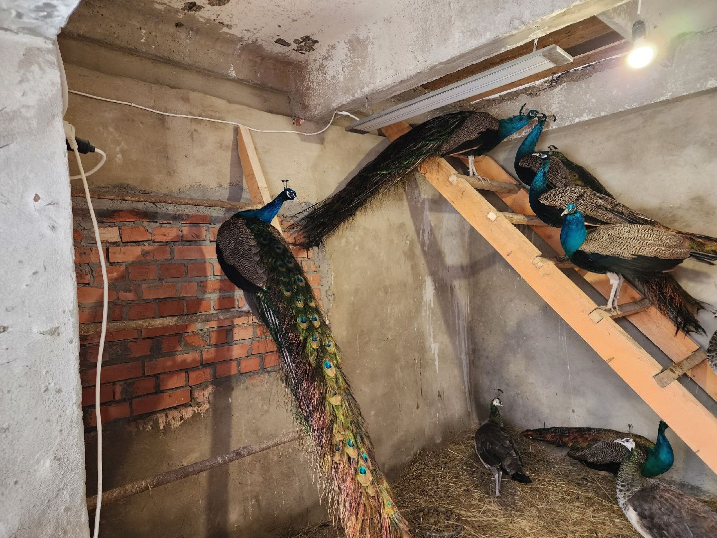 чехов, благоустройство, ферма, завод, энергомаш, конюшня,