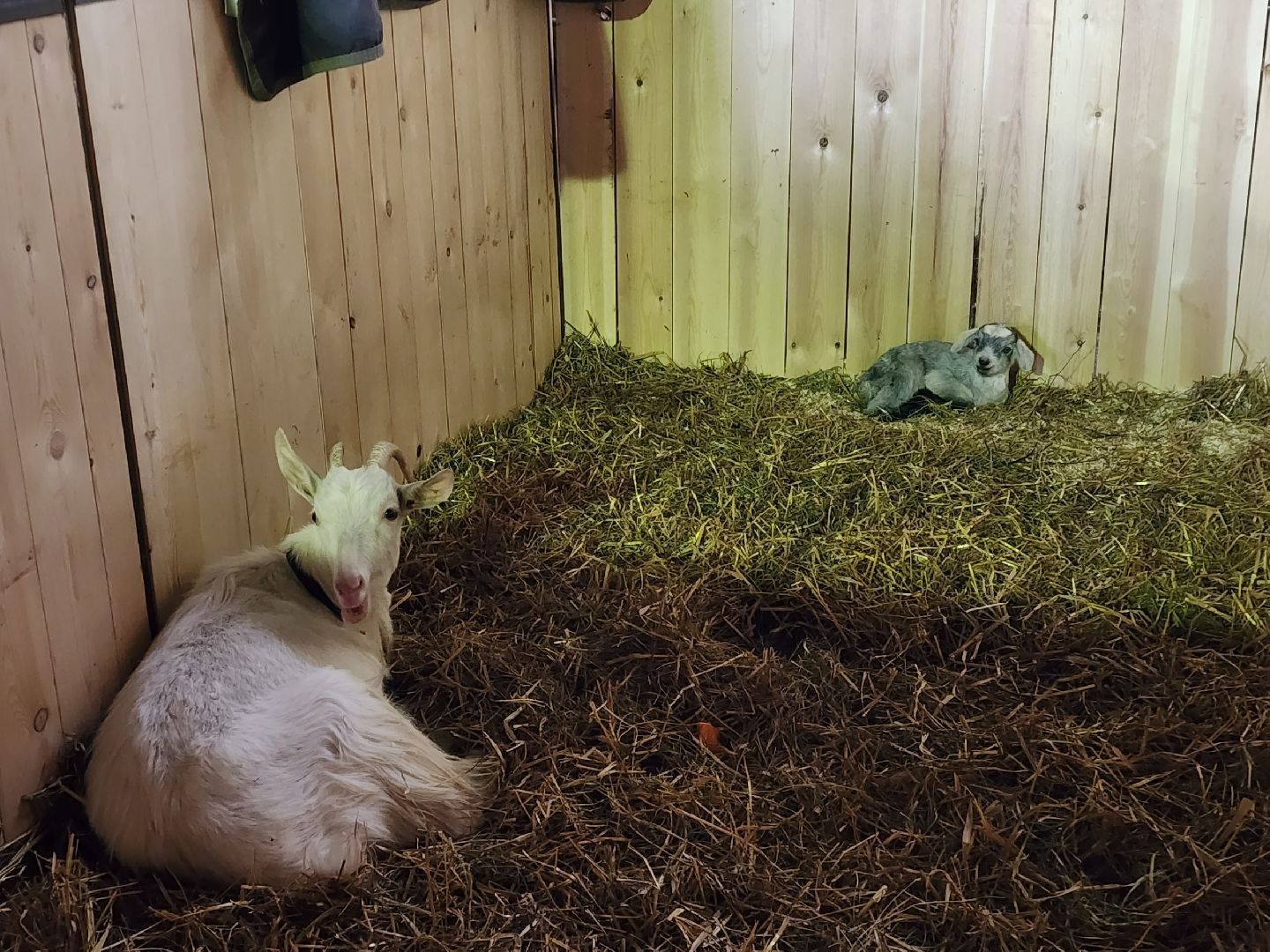 чехов, благоустройство, ферма, завод, энергомаш, конюшня,