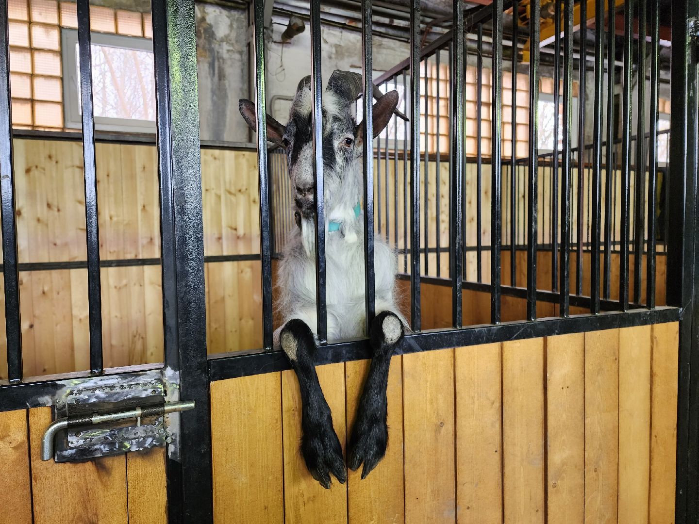 чехов, благоустройство, ферма, завод, энергомаш, конюшня,