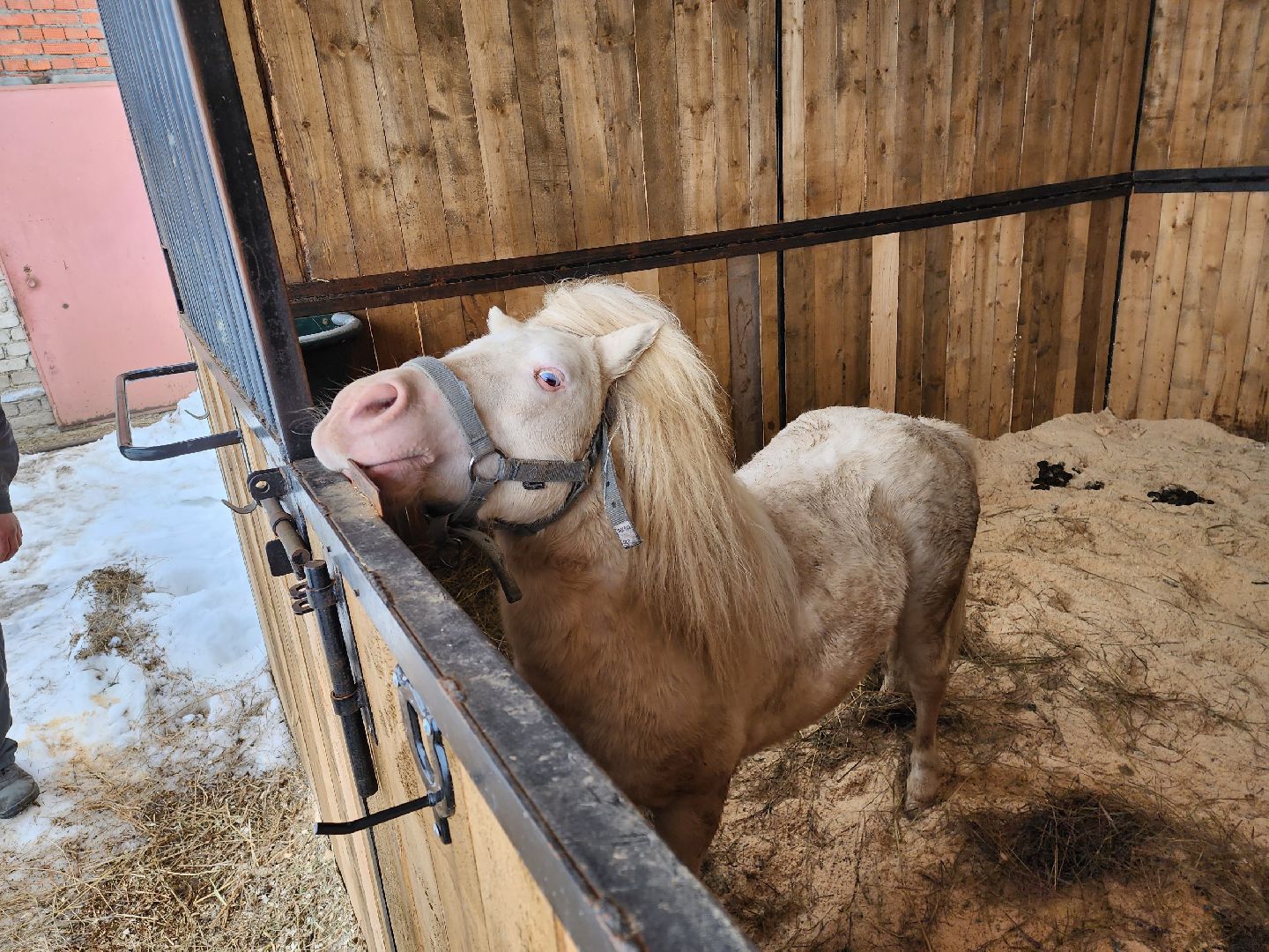 чехов, благоустройство, ферма, завод, энергомаш, конюшня,