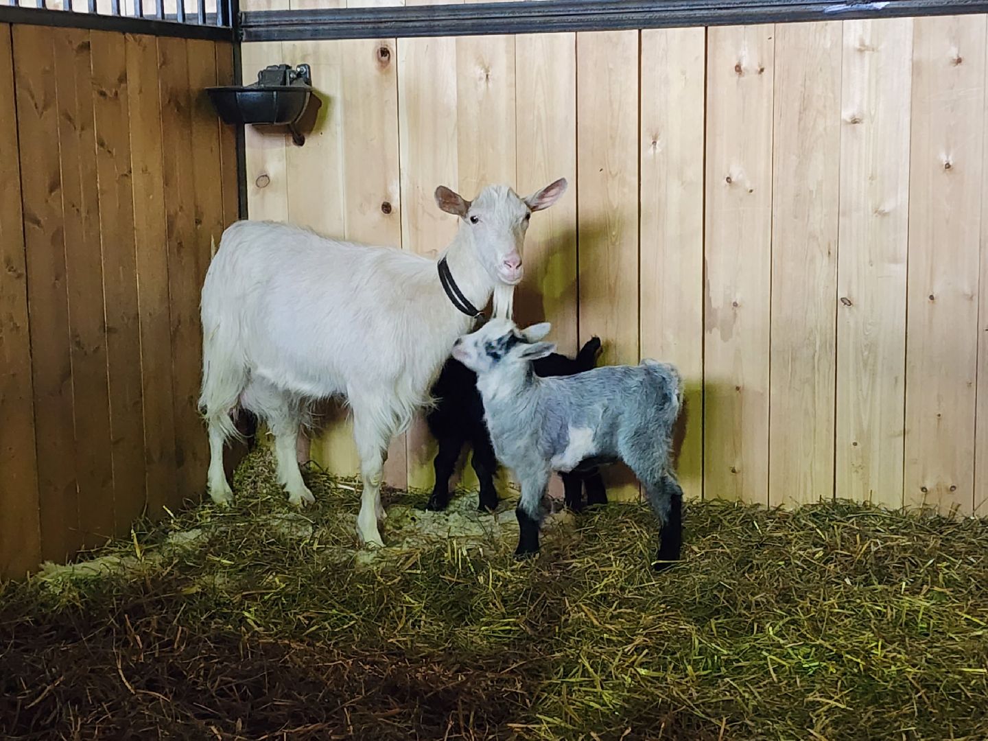 чехов, благоустройство, ферма, завод, энергомаш, конюшня,