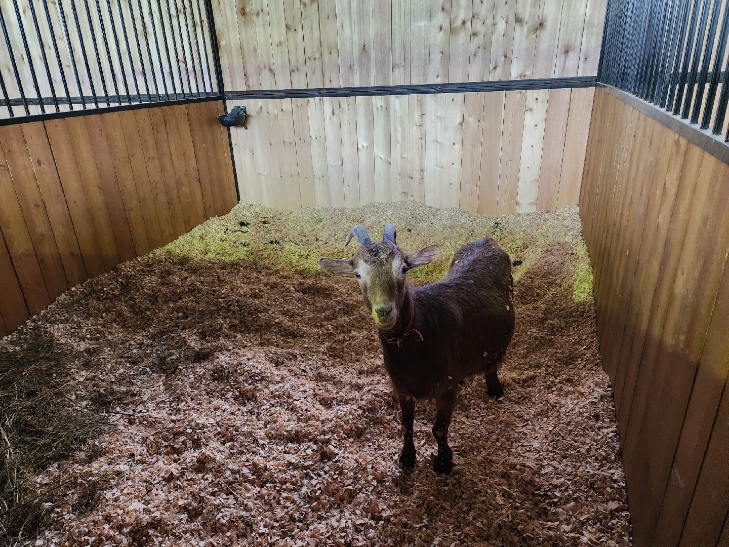 чехов, благоустройство, ферма, завод, энергомаш, конюшня,