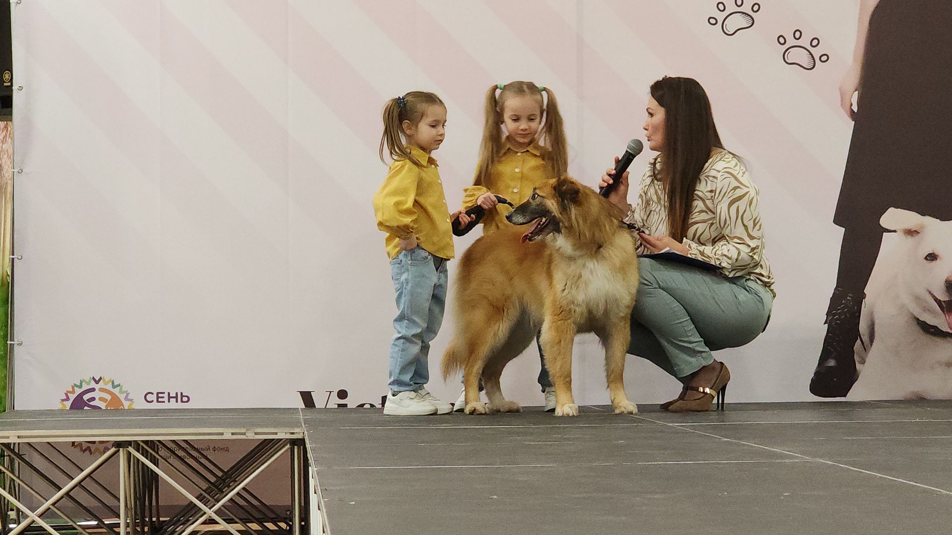 электросталь, мой город, жители города, питомник, собаки, торговый центр, благотворительность,