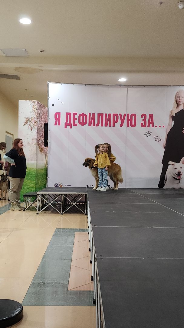 электросталь, мой город, жители города, питомник, собаки, торговый центр, благотворительность,