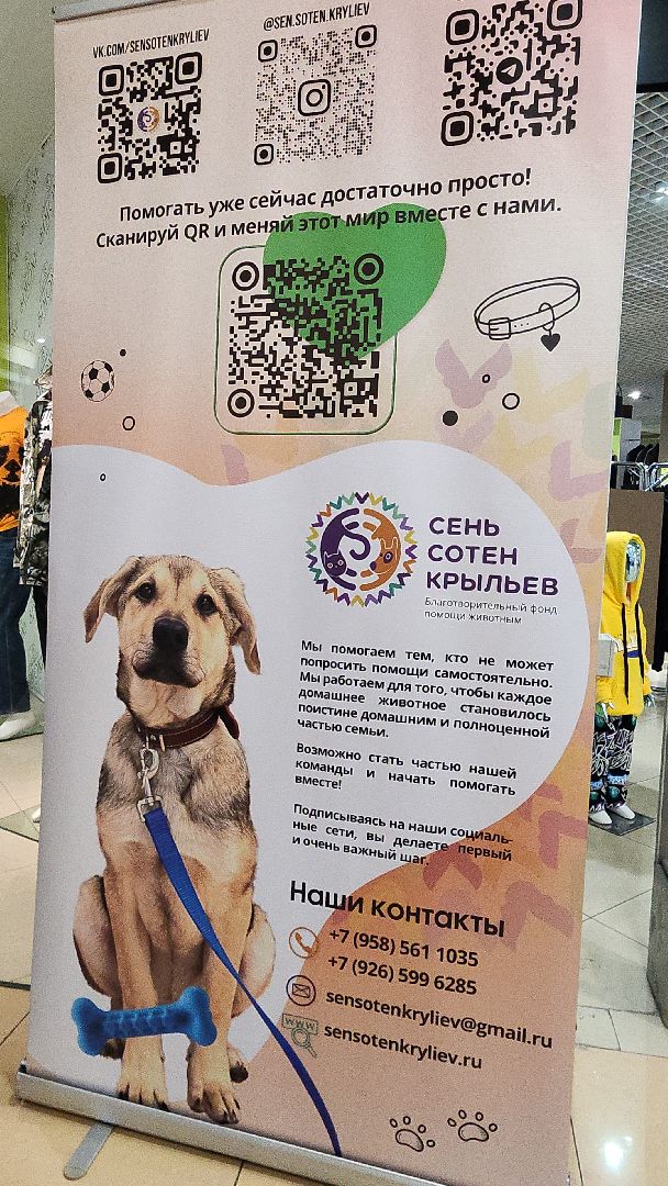 электросталь, мой город, жители города, питомник, собаки, торговый центр, благотворительность,