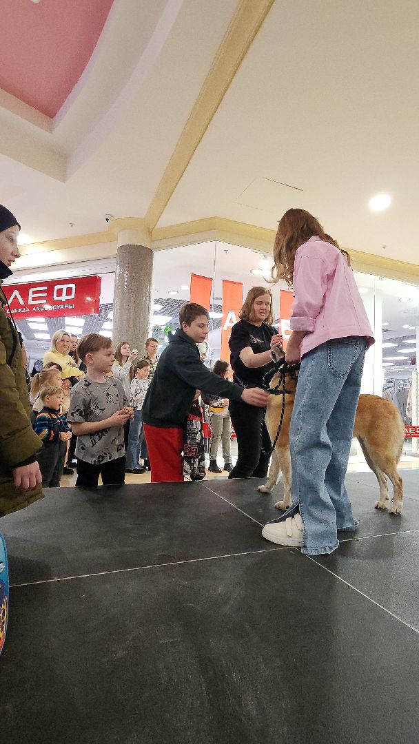 электросталь, мой город, жители города, питомник, собаки, торговый центр, благотворительность,
