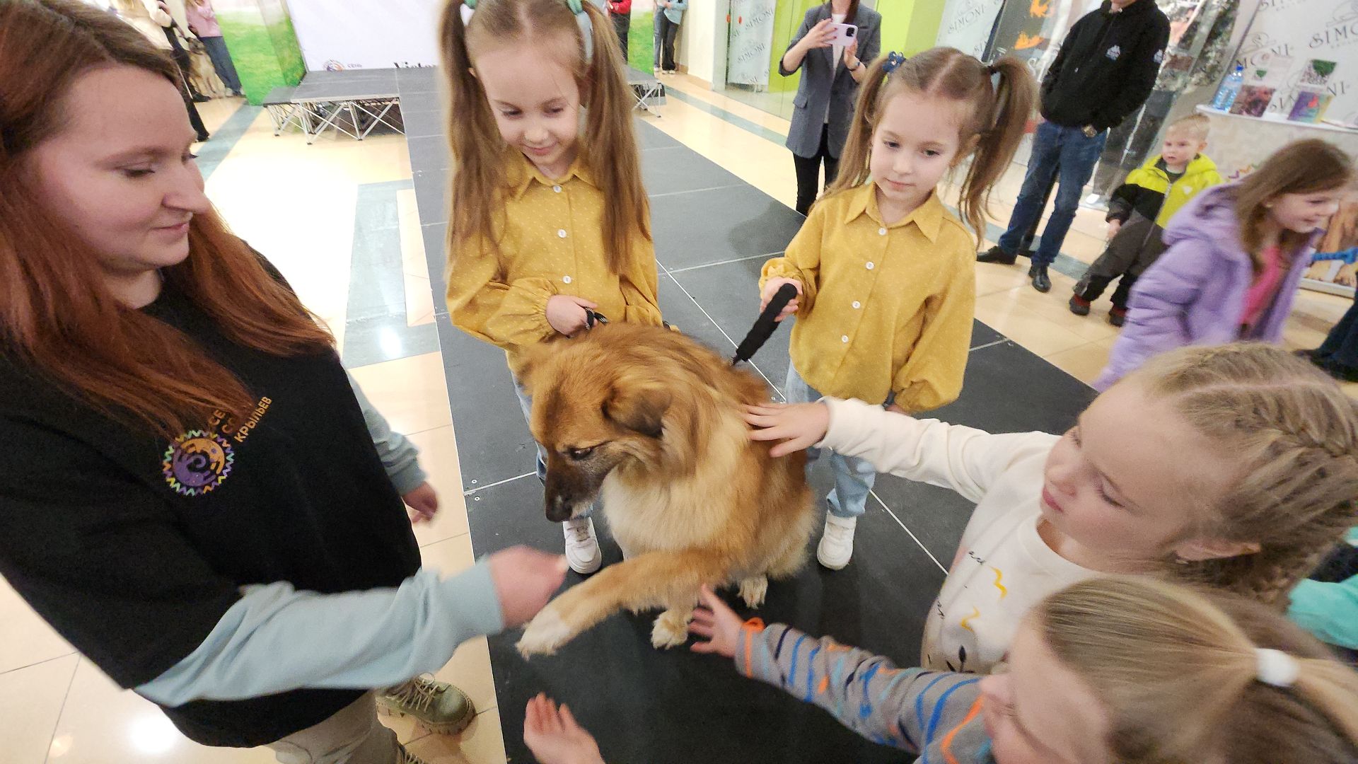 электросталь, мой город, жители города, питомник, собаки, торговый центр, благотворительность,