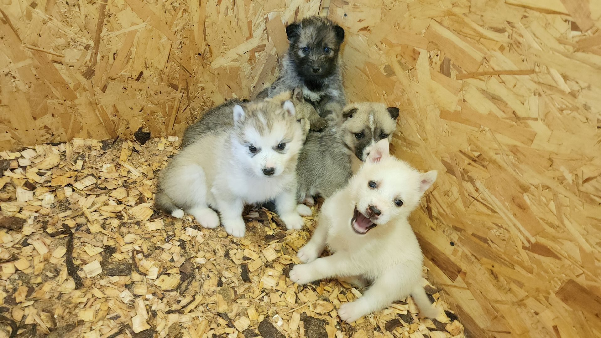 Деревня хаски, рузская аляска, животные, руза, рузский городской округ, подмосковье, московская область,