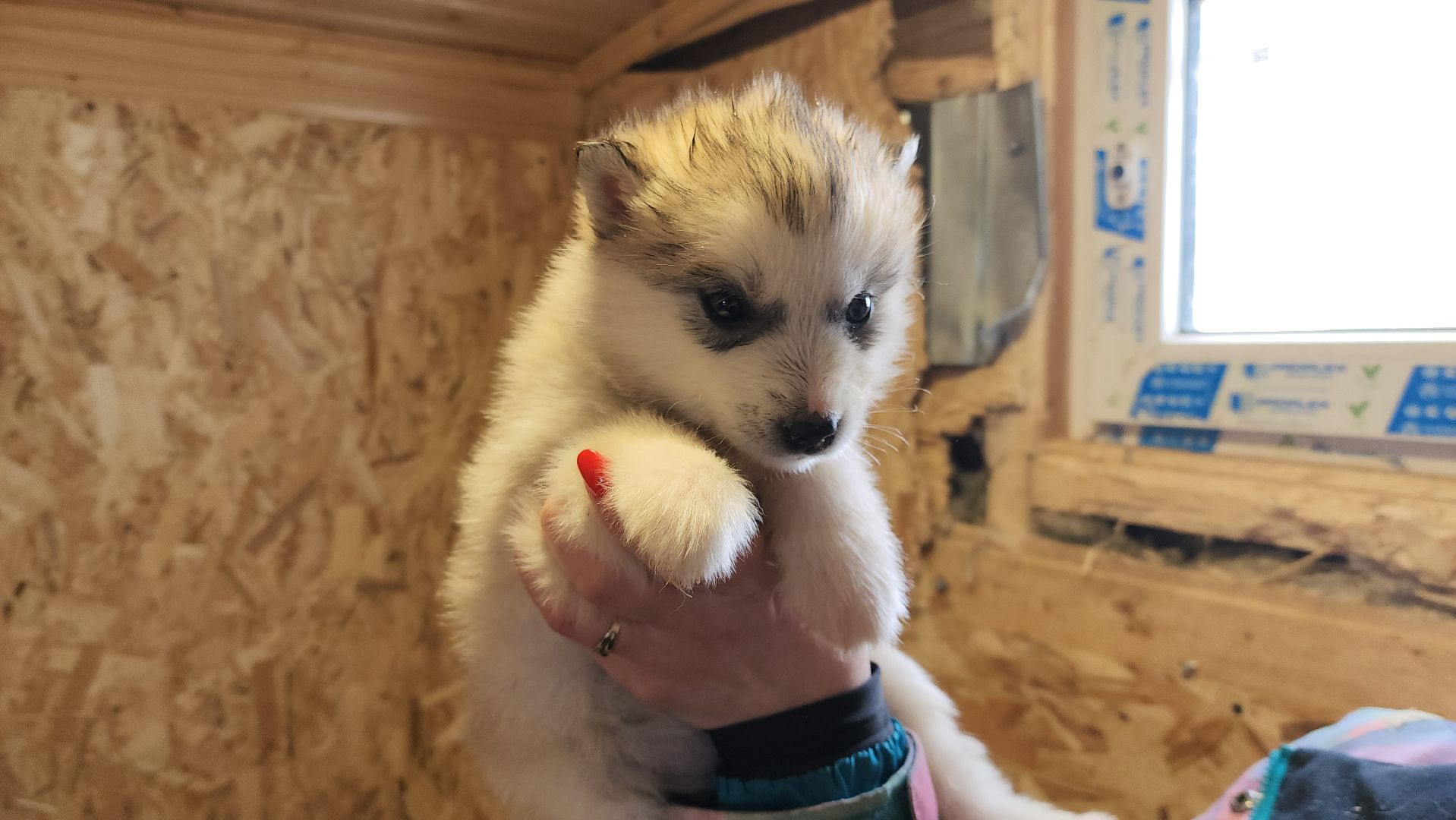 Деревня хаски, рузская аляска, животные, руза, рузский городской округ, подмосковье, московская область,