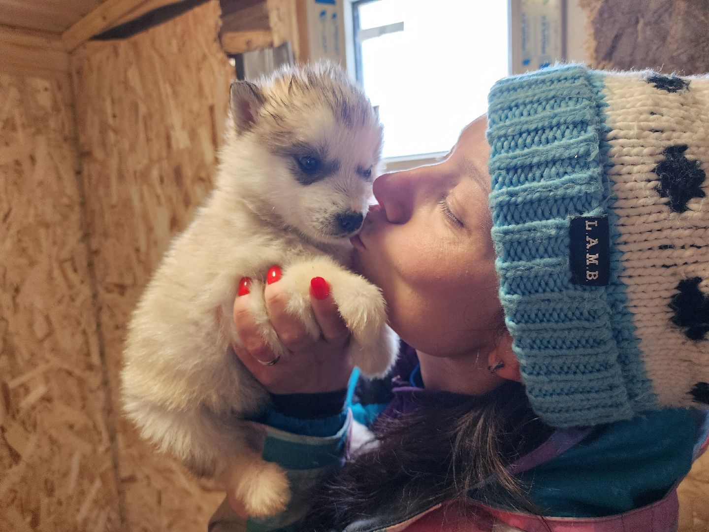Деревня хаски, рузская аляска, животные, руза, рузский городской округ, подмосковье, московская область,