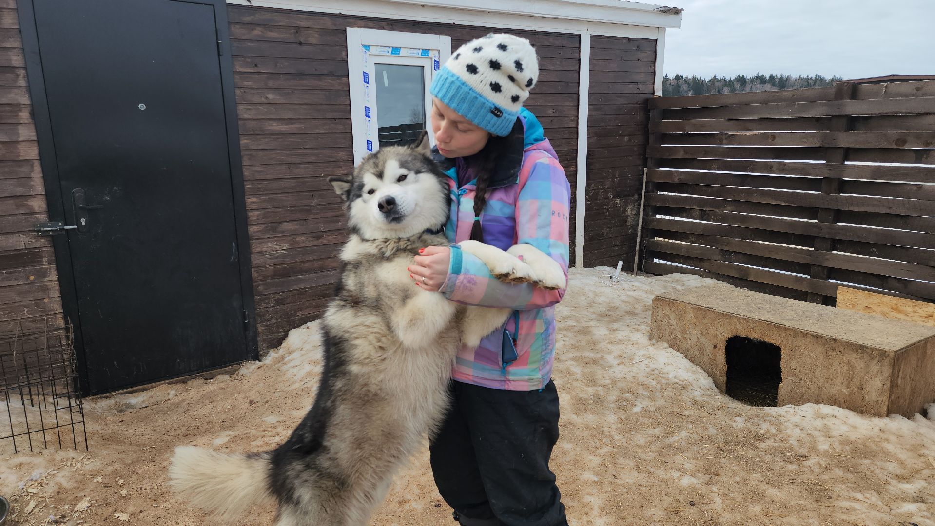 Деревня хаски, рузская аляска, животные, руза, рузский городской округ, подмосковье, московская область,