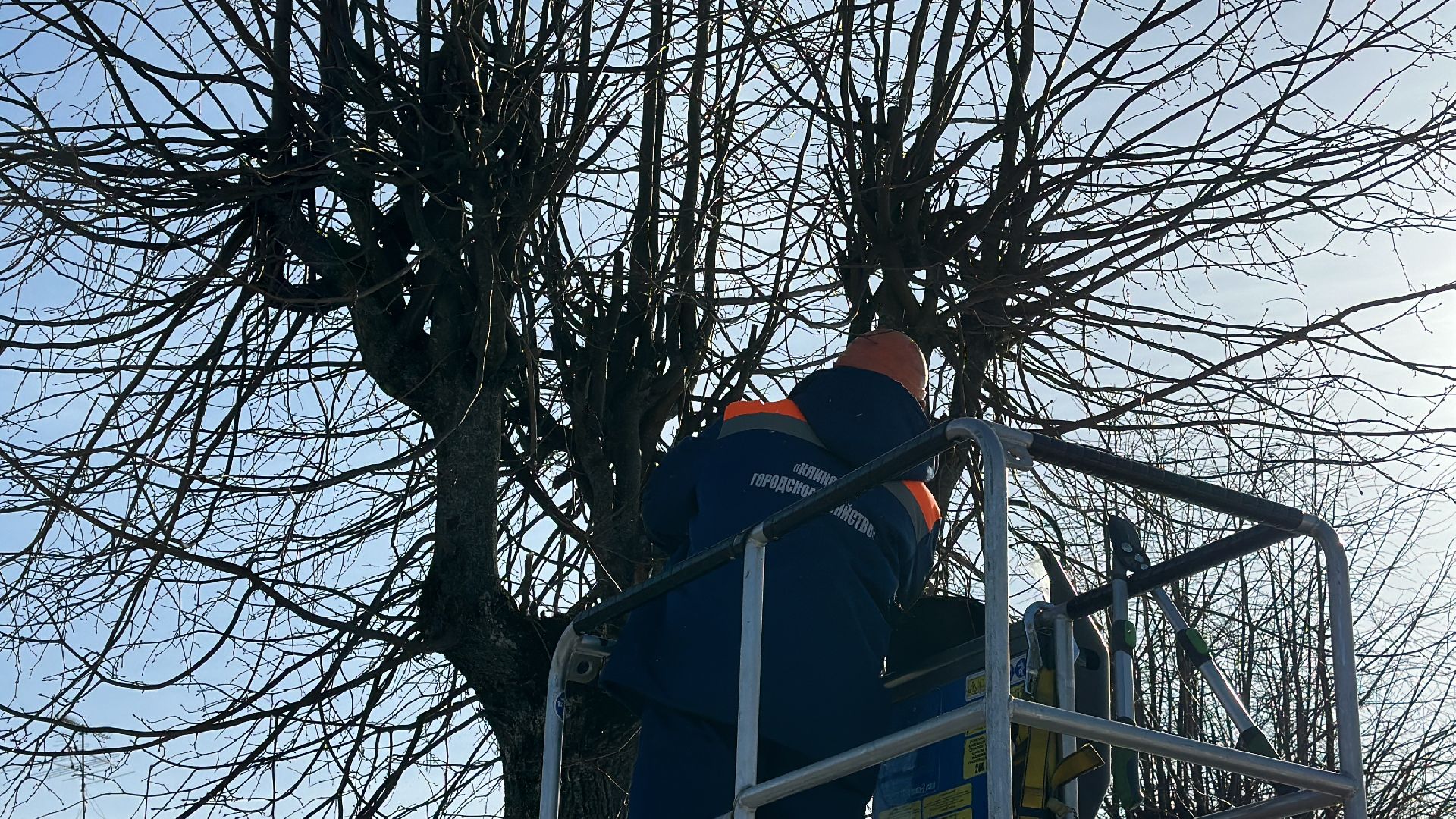 Клин, общество, опиловка деревьев, ЖКХ,