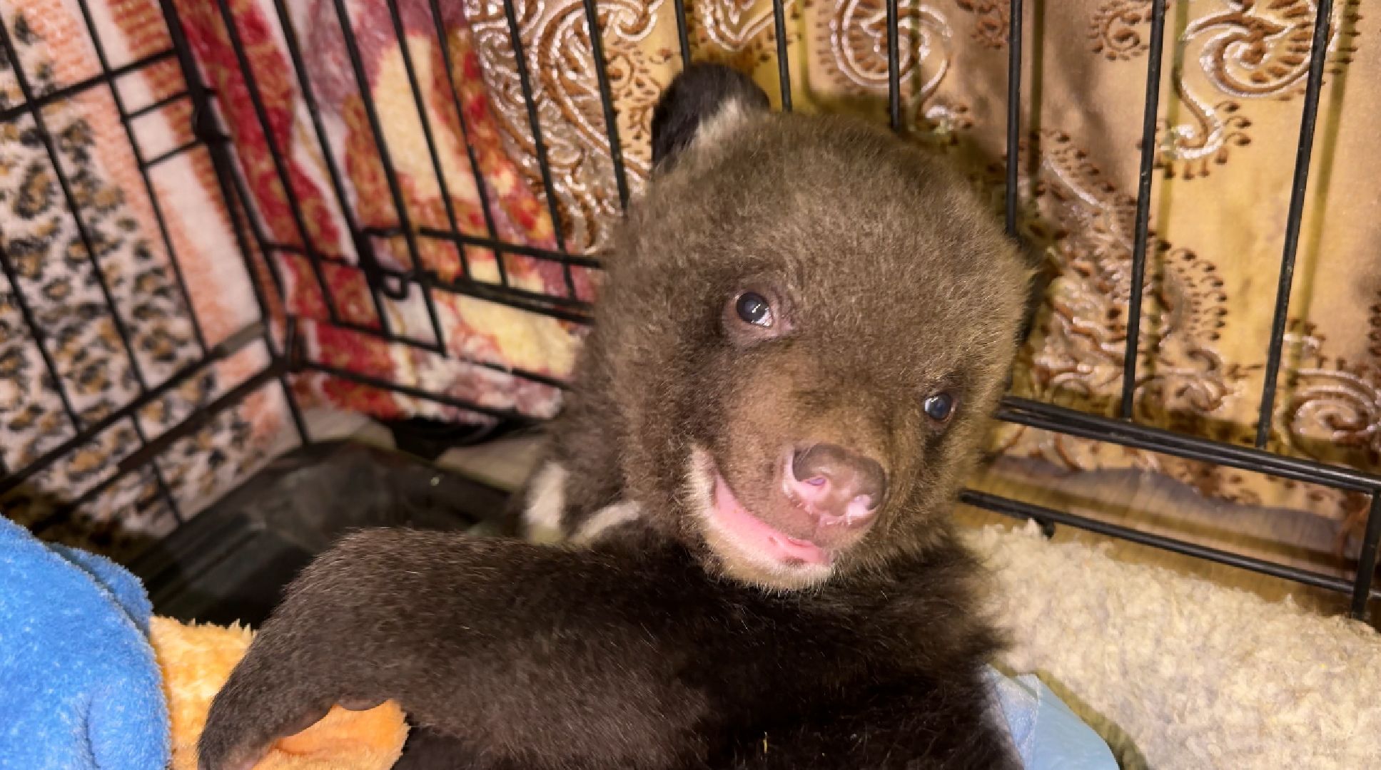 Клин, общество, помощь, животные, волонтеры,