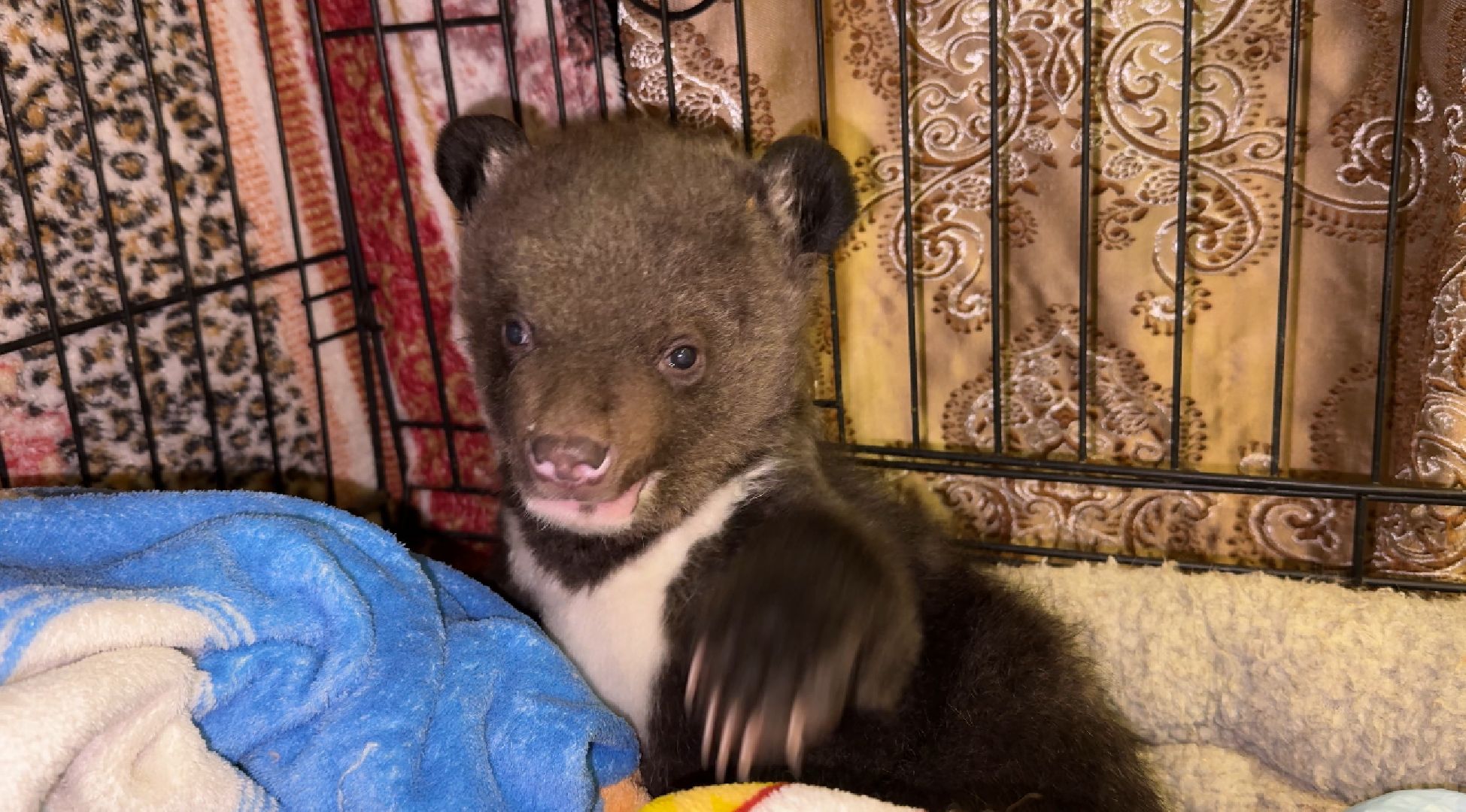 Клин, общество, помощь, животные, волонтеры,