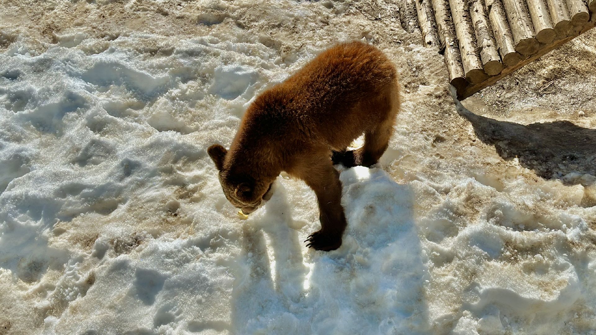 Клин, общество, помощь, животные, волонтеры,