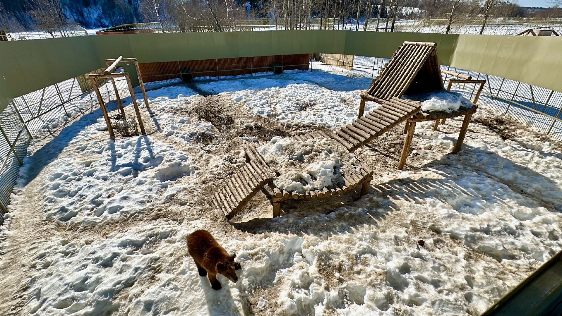 Клин, общество, помощь, животные, волонтеры,