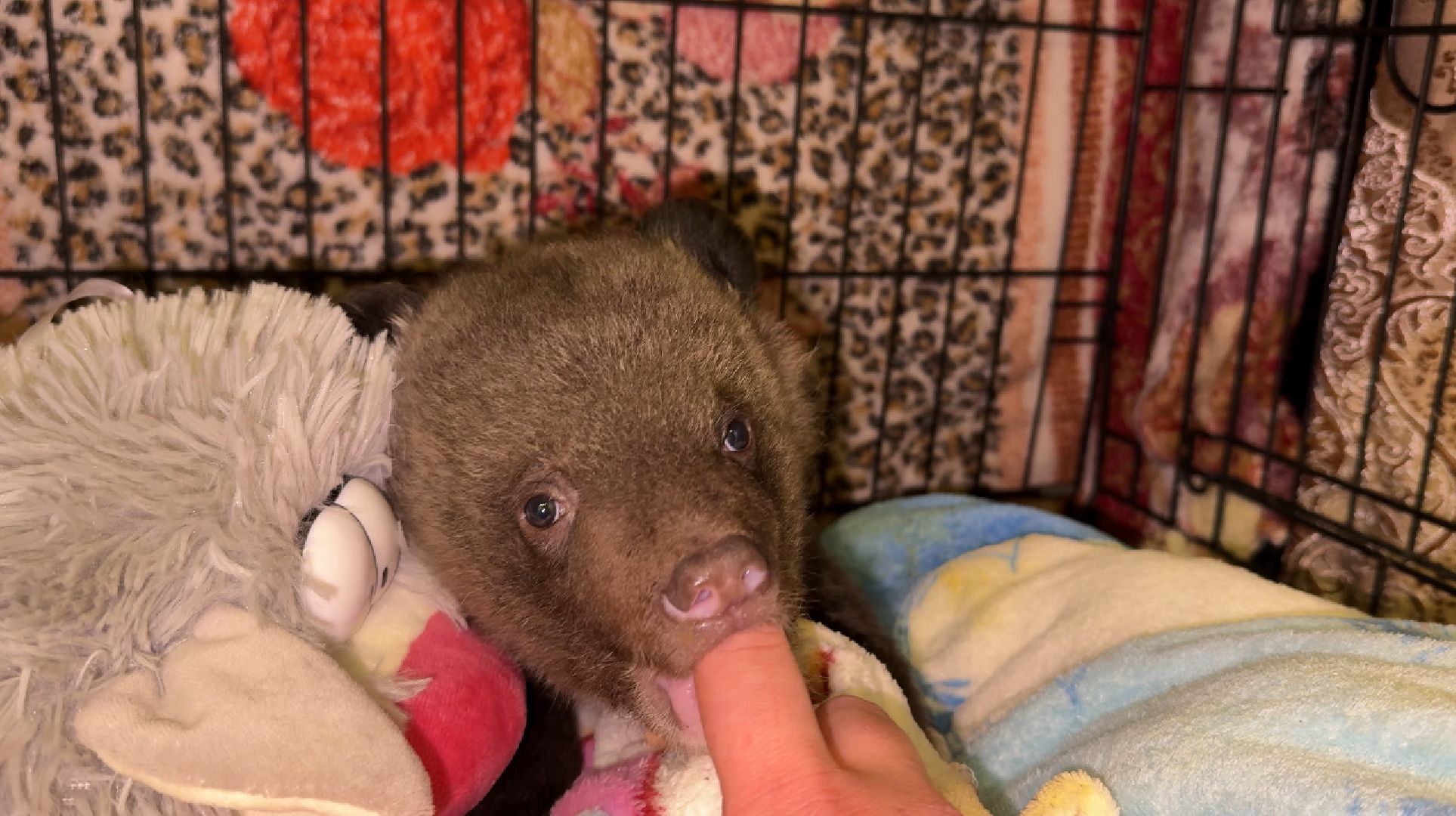 Клин, общество, помощь, животные, волонтеры,