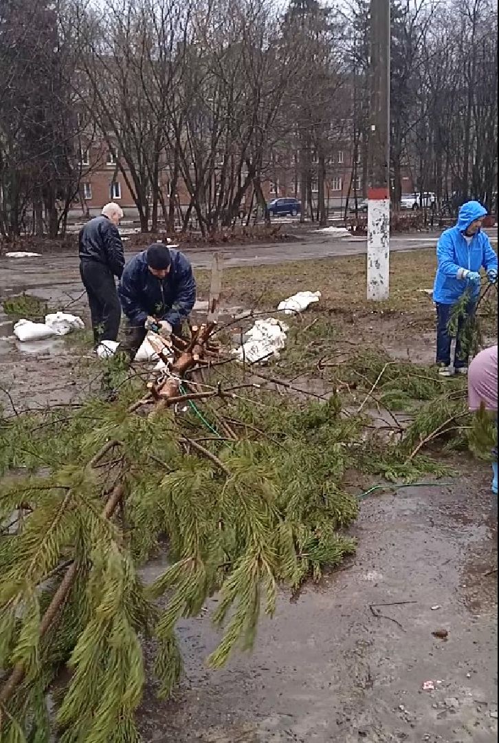 ёлка, ферма, Жуковский, волонтёры