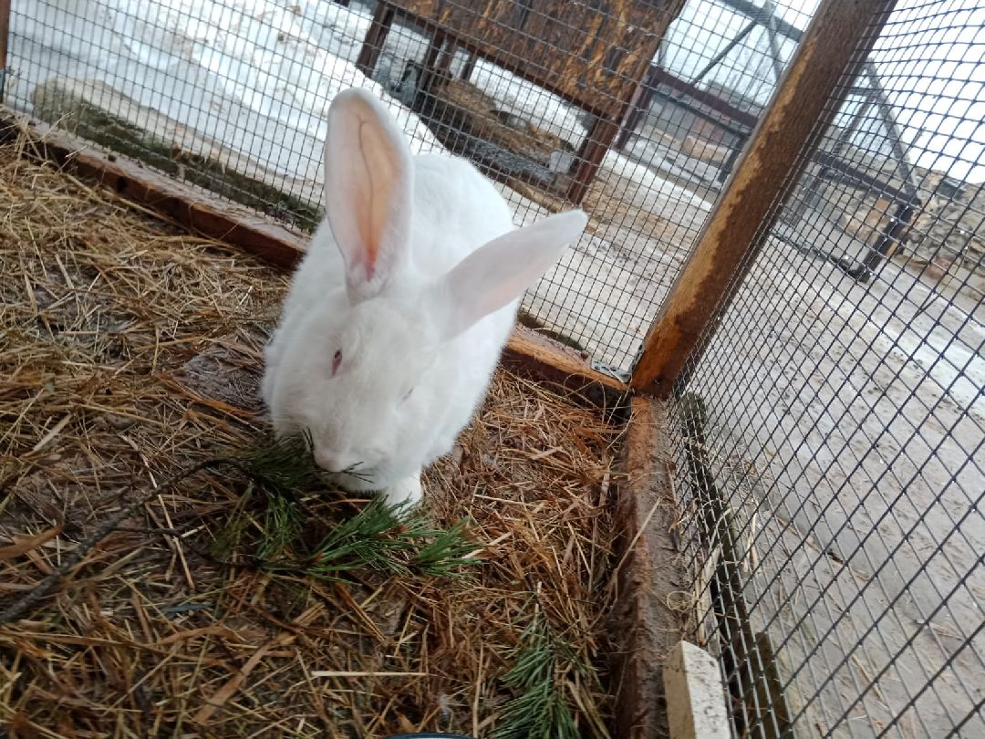 ёлка, ферма, Жуковский, волонтёры