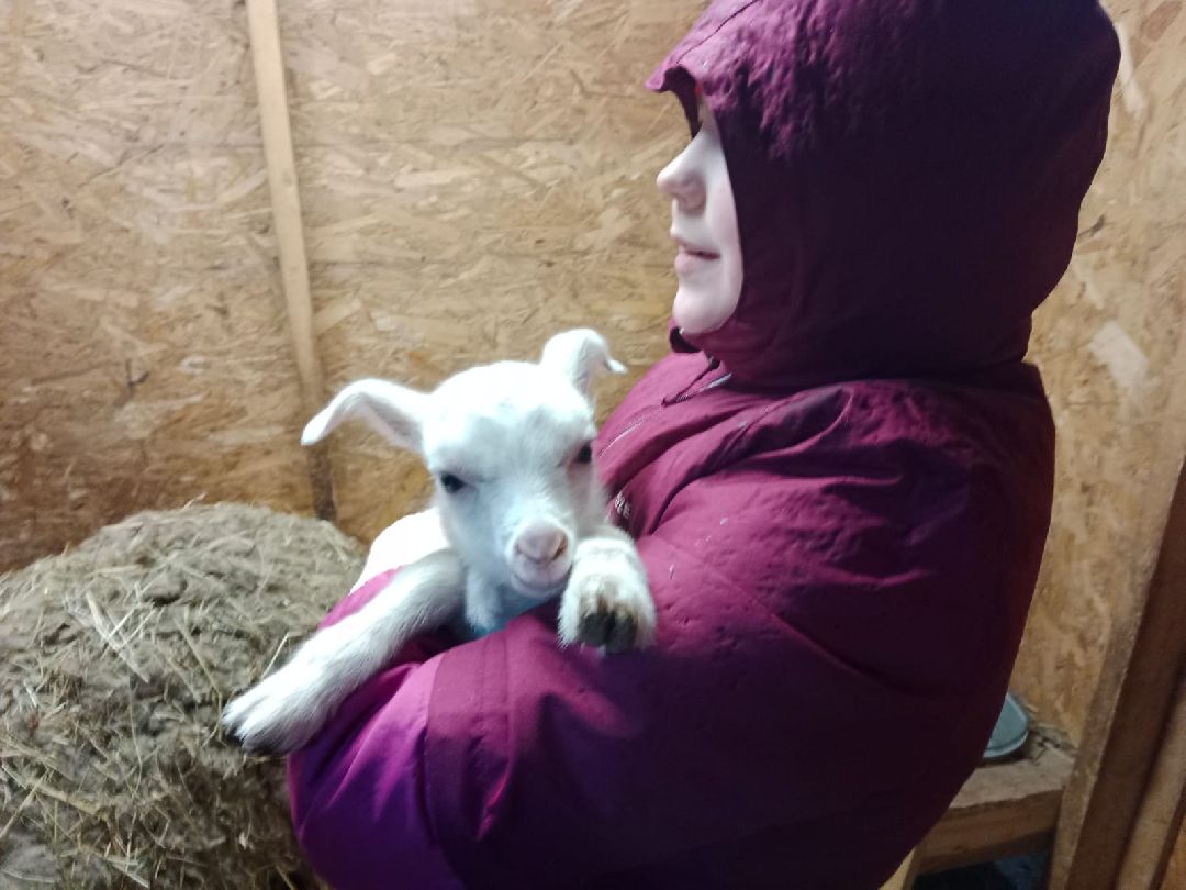 ёлка, ферма, Жуковский, волонтёры