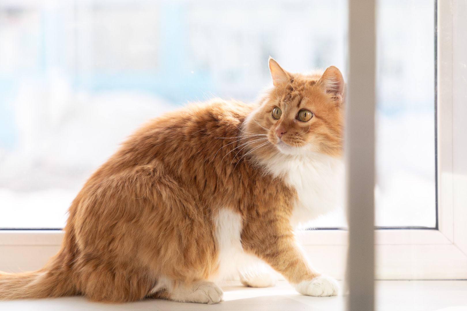 лыткарино, выборы, выборы президента 2024, кошка, наблюдатель,