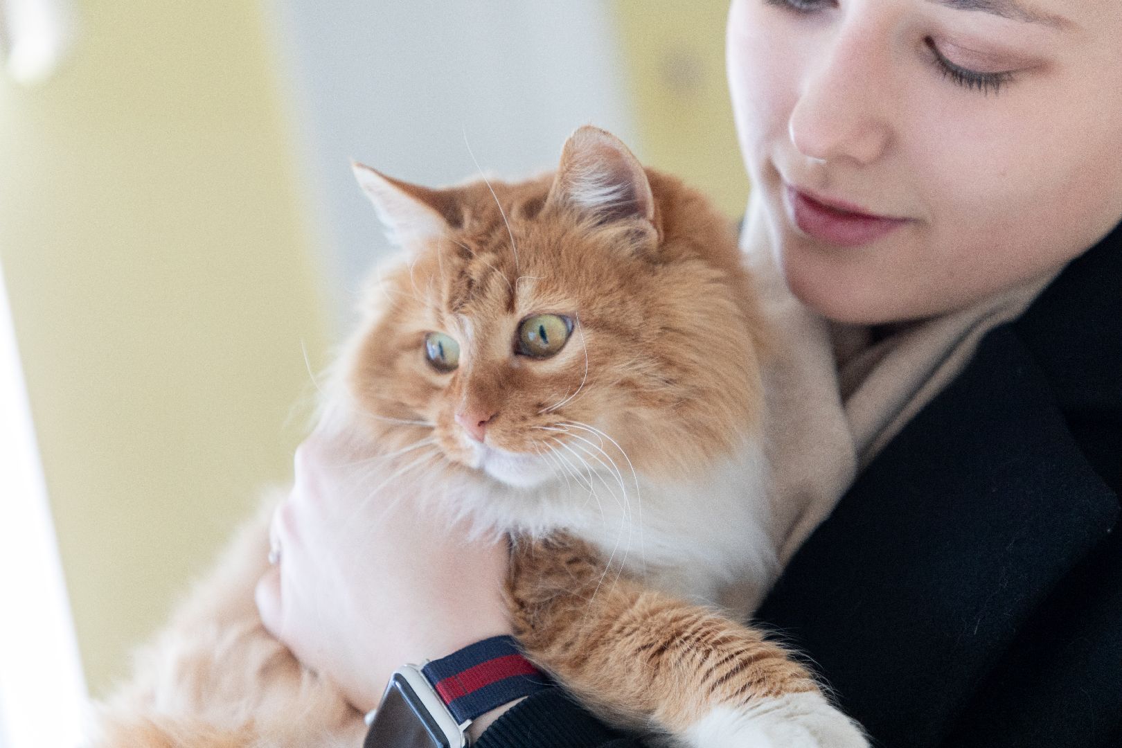 лыткарино, выборы, выборы президента 2024, кошка, наблюдатель,