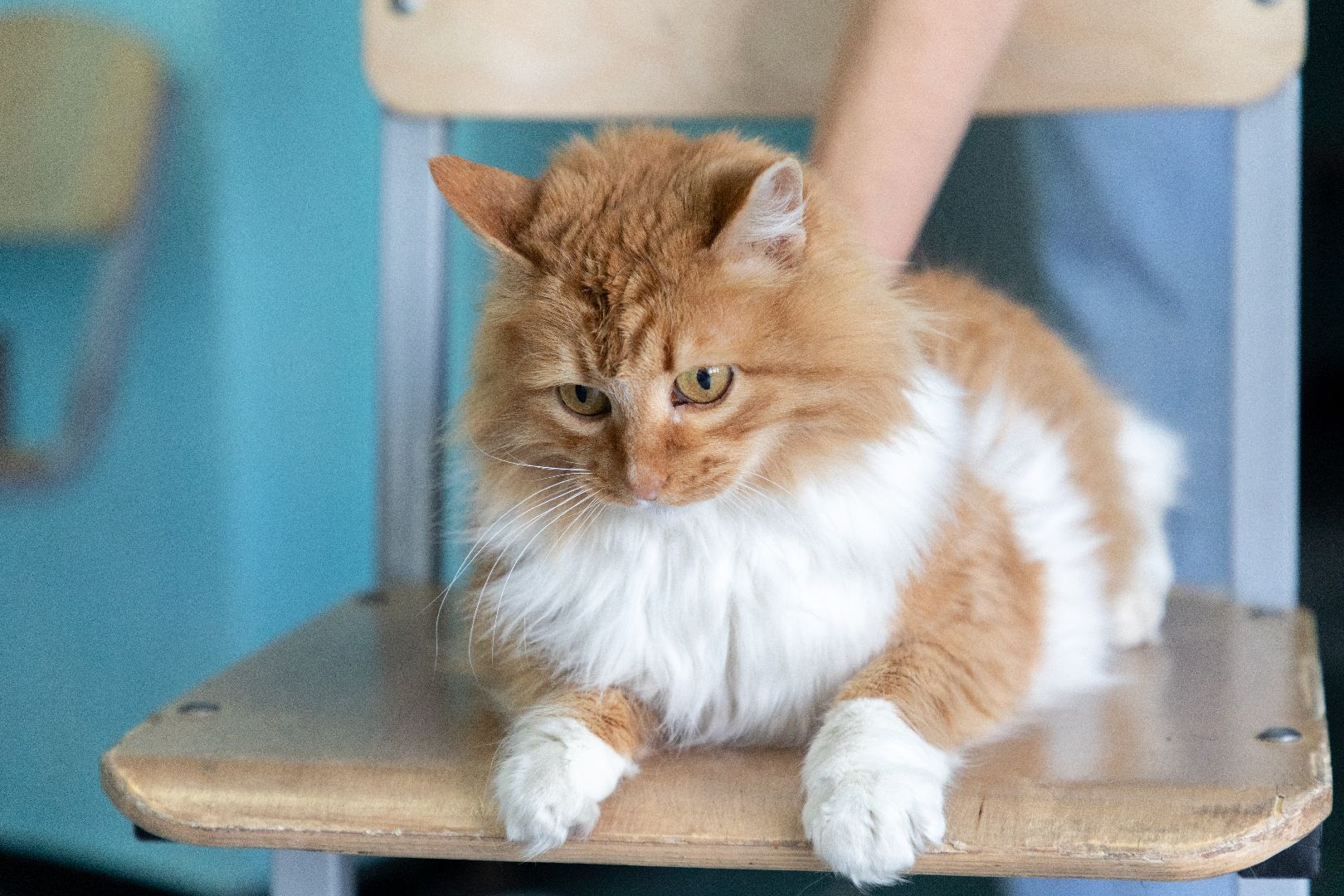 лыткарино, выборы, выборы президента 2024, кошка, наблюдатель,