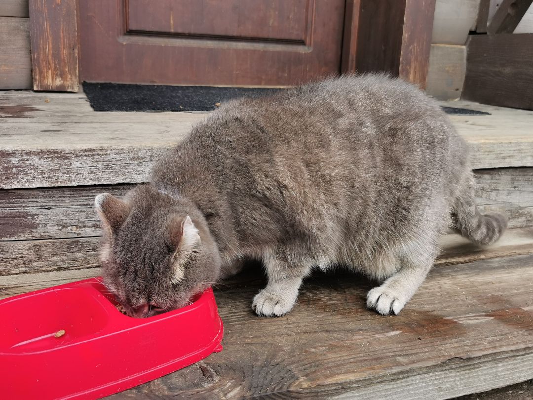 Подольск, кошка, культура