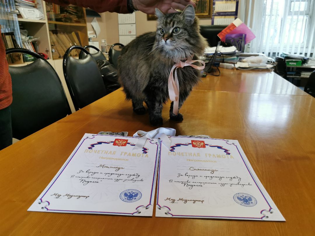 Подольск, кошка, культура