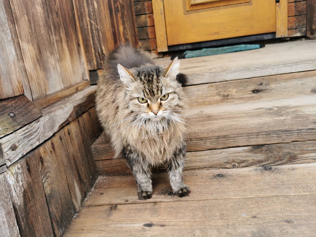 Подольск, кошка, культура