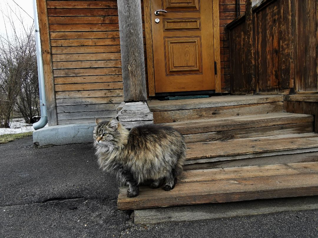 Подольск, кошка, культура