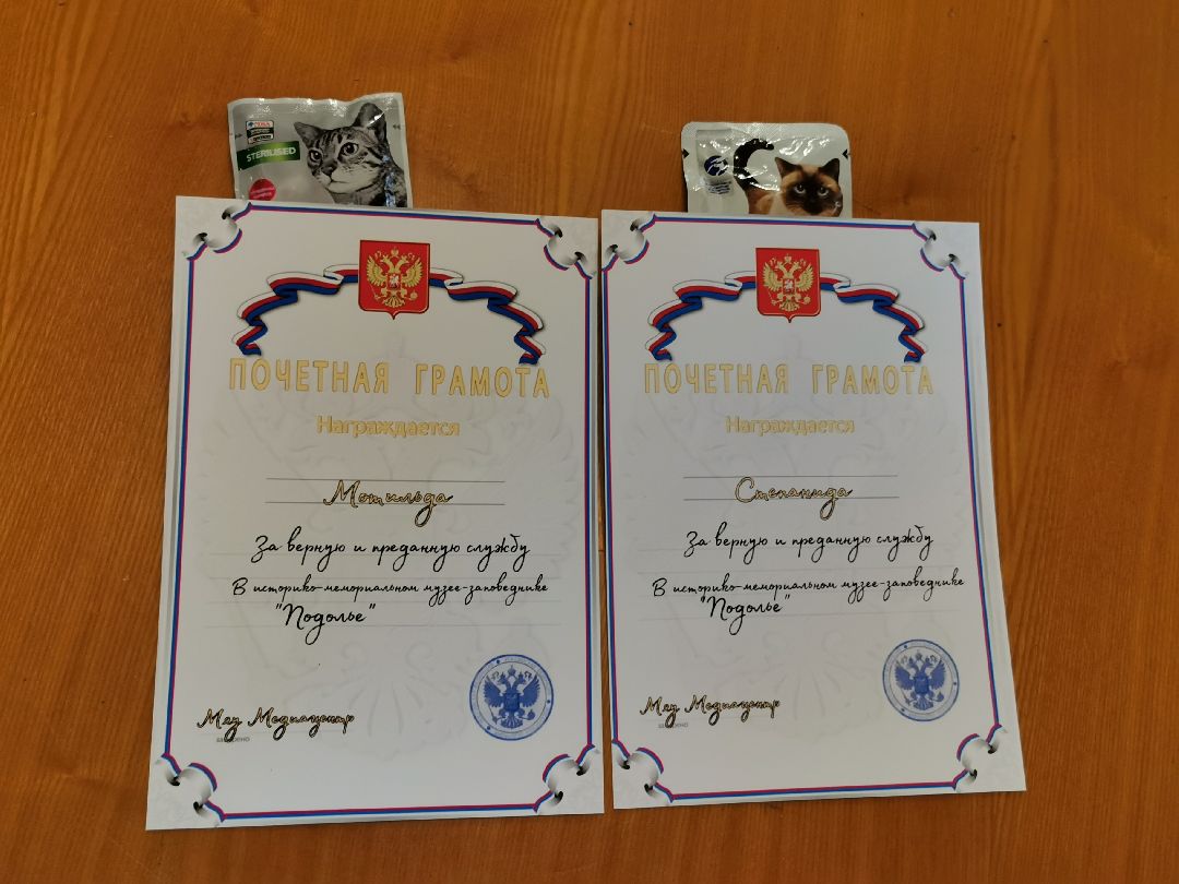 Подольск, кошка, культура