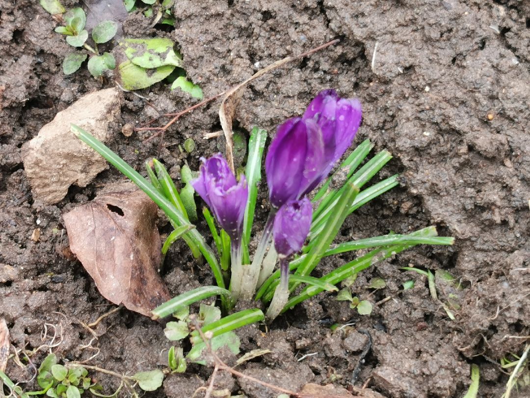 Подольск, кошка, культура