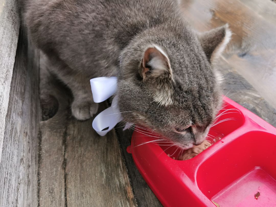 Подольск, кошка, культура