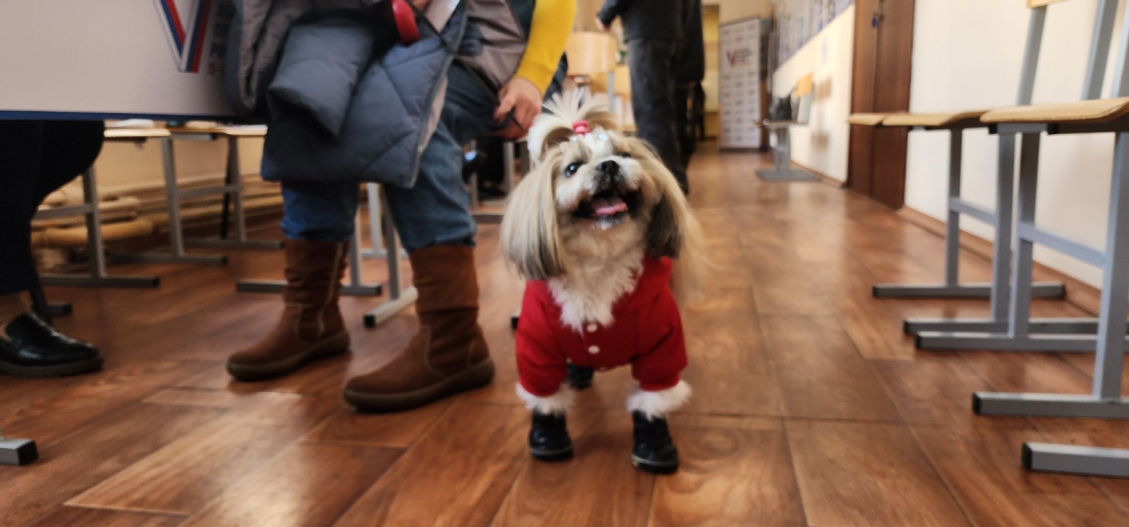 раменское, выборы 2024, дама с собачкой,