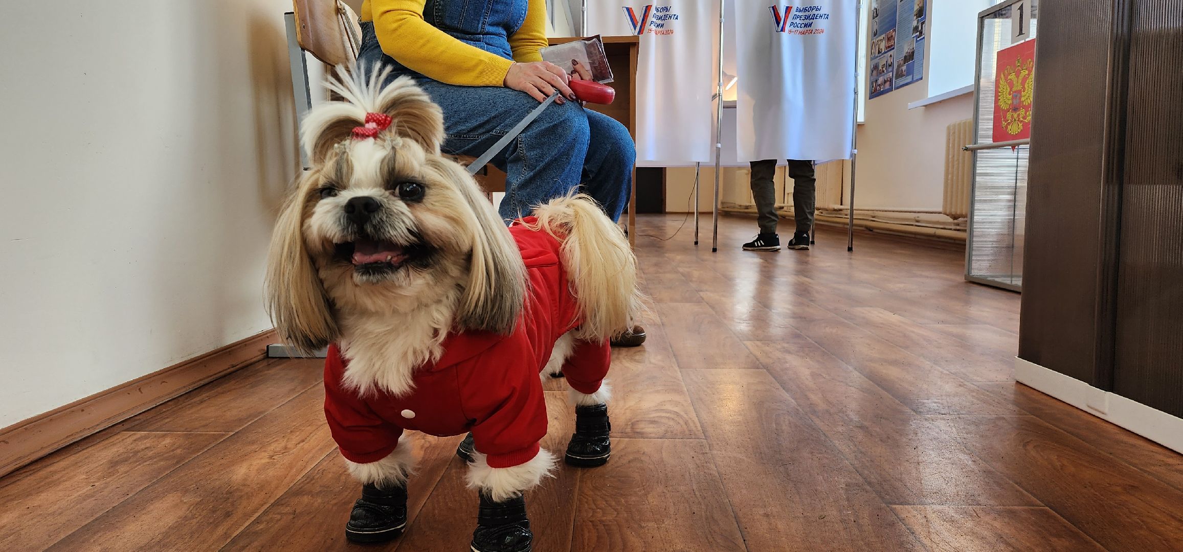 раменское, выборы 2024, дама с собачкой,