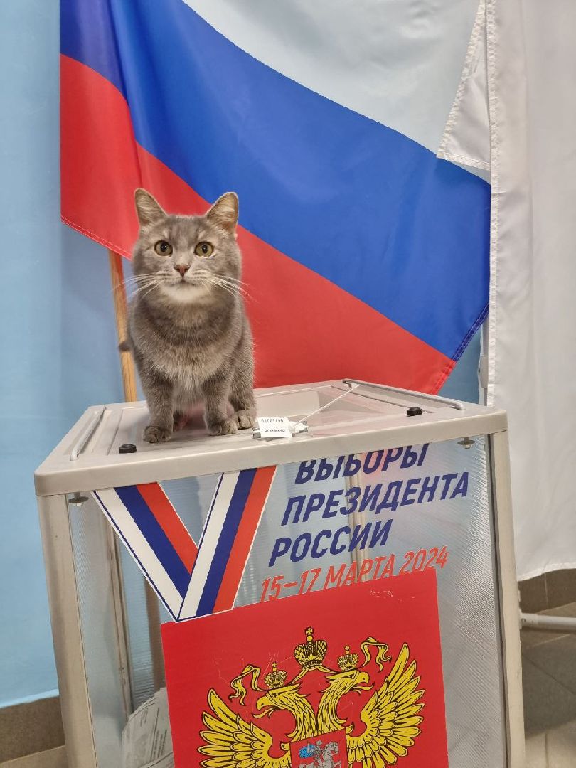 волоколамск, выборы 2024, выборы президента 2024, кошка машка,