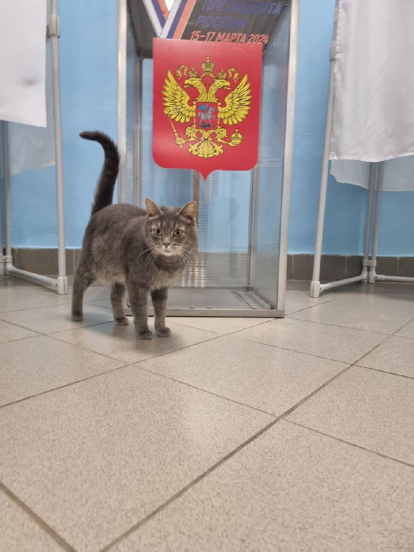 волоколамск, выборы 2024, выборы президента 2024, кошка машка,