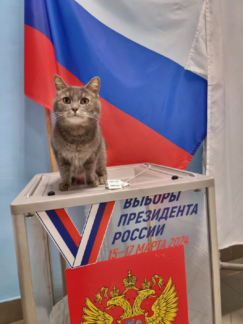 волоколамск, выборы 2024, выборы президента 2024, кошка машка,